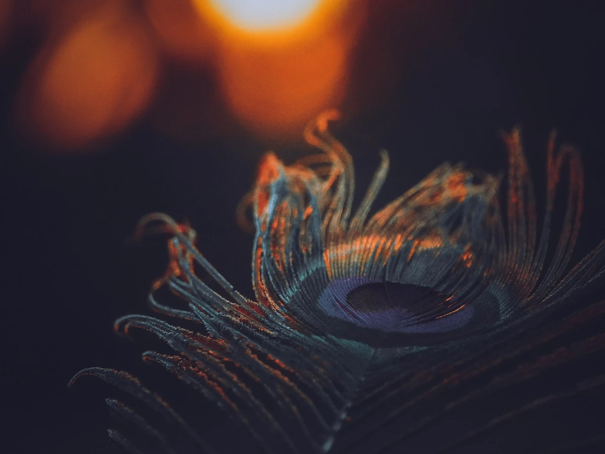 Peacock feather which Lord Krishna will adorn in his headgear